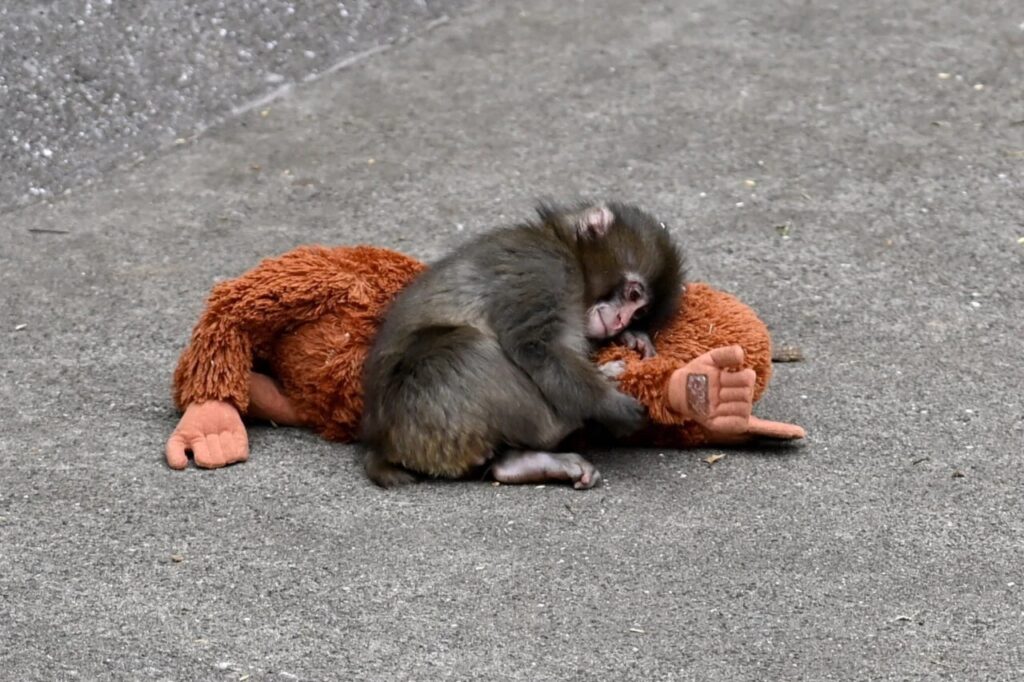 Punch the Monkey, a baby macaque, hugging a stuffed orangutan at Ichikawa City Zoo after being abandoned by his mother